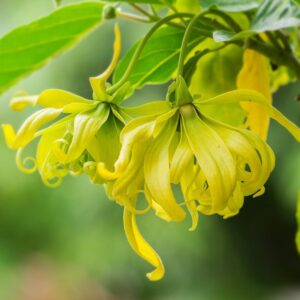 Ylang-Ylang