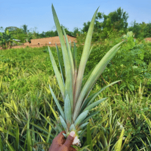 Rejets d’Ananas Brazza