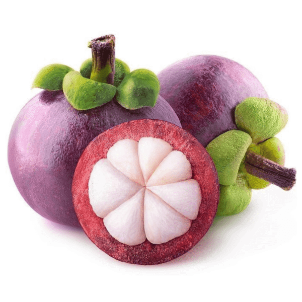 Mangoustanier